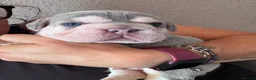 French Bulldog dogs for sale: French bulldog puppies  - Advert 36