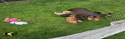 Cockapoo dogs for sale: Cockerpoos  in Chelmsford - Advert 3