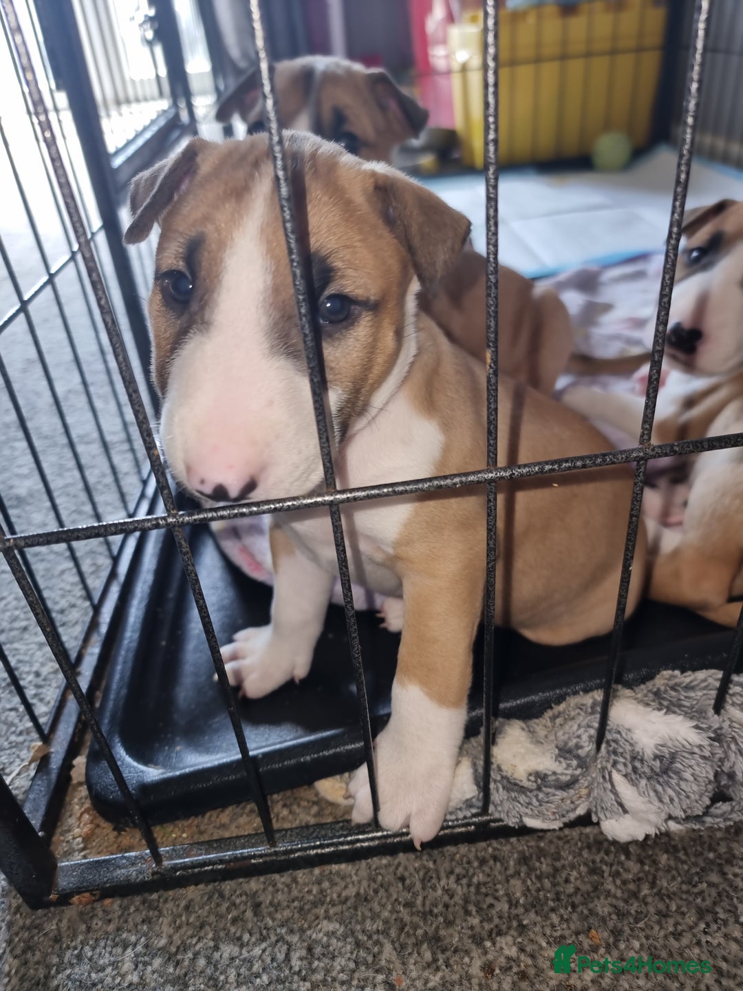 English Bull Terrier dogs for sale: English bull terrier !!! Last boy !!! - Image 34