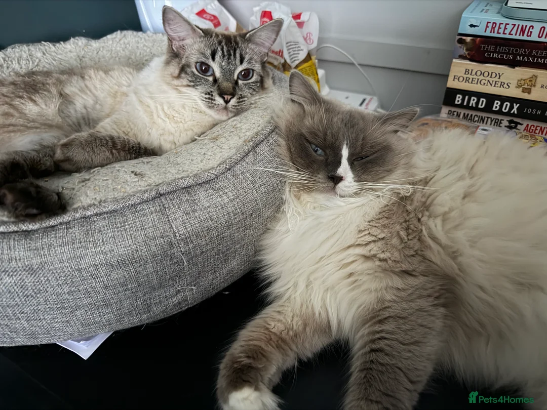 Ragdoll cats for sale: Female ragdoll kitten in Oxford - Advert 2