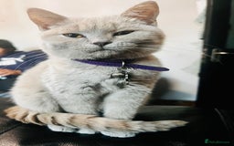 British Shorthair cats for sale:  🐾 Beautiful Kitten Looking for a Loving Home 🐾 - Image 2