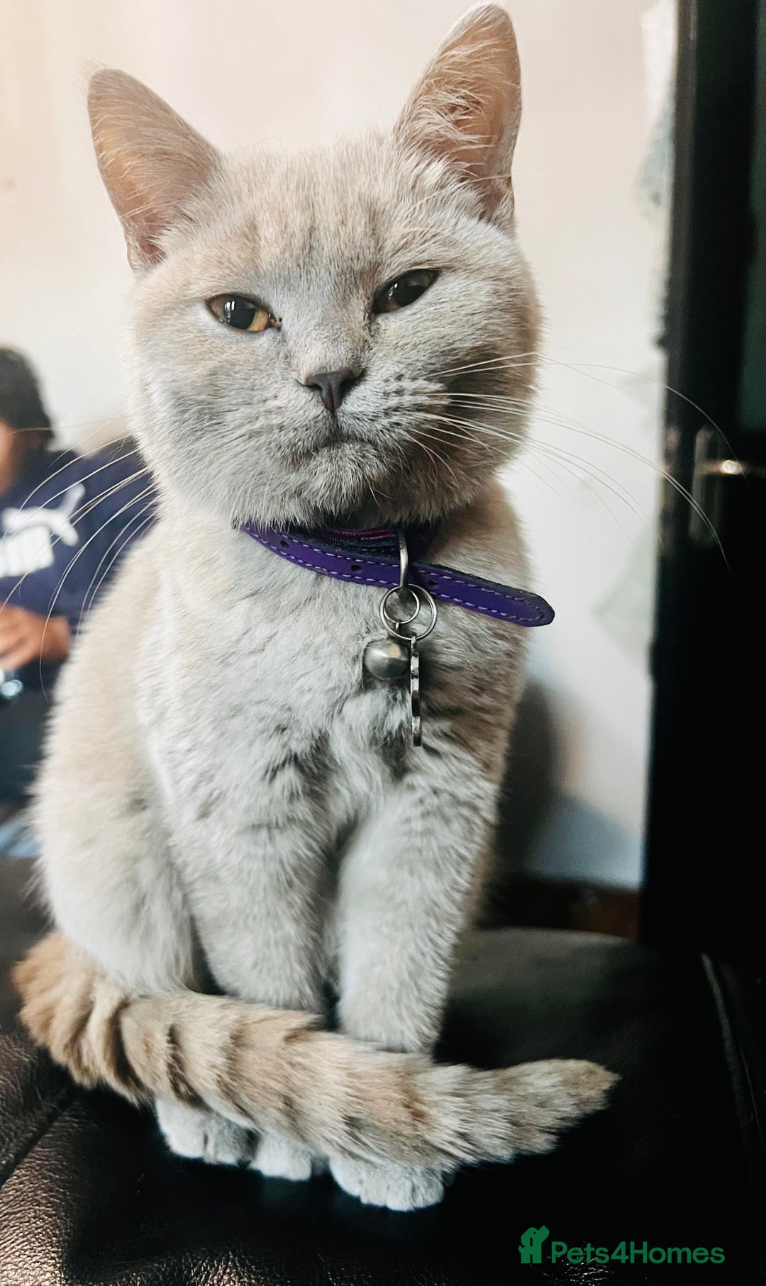 British Shorthair cats for sale:  🐾 Beautiful Kitten Looking for a Loving Home 🐾 - Image 2
