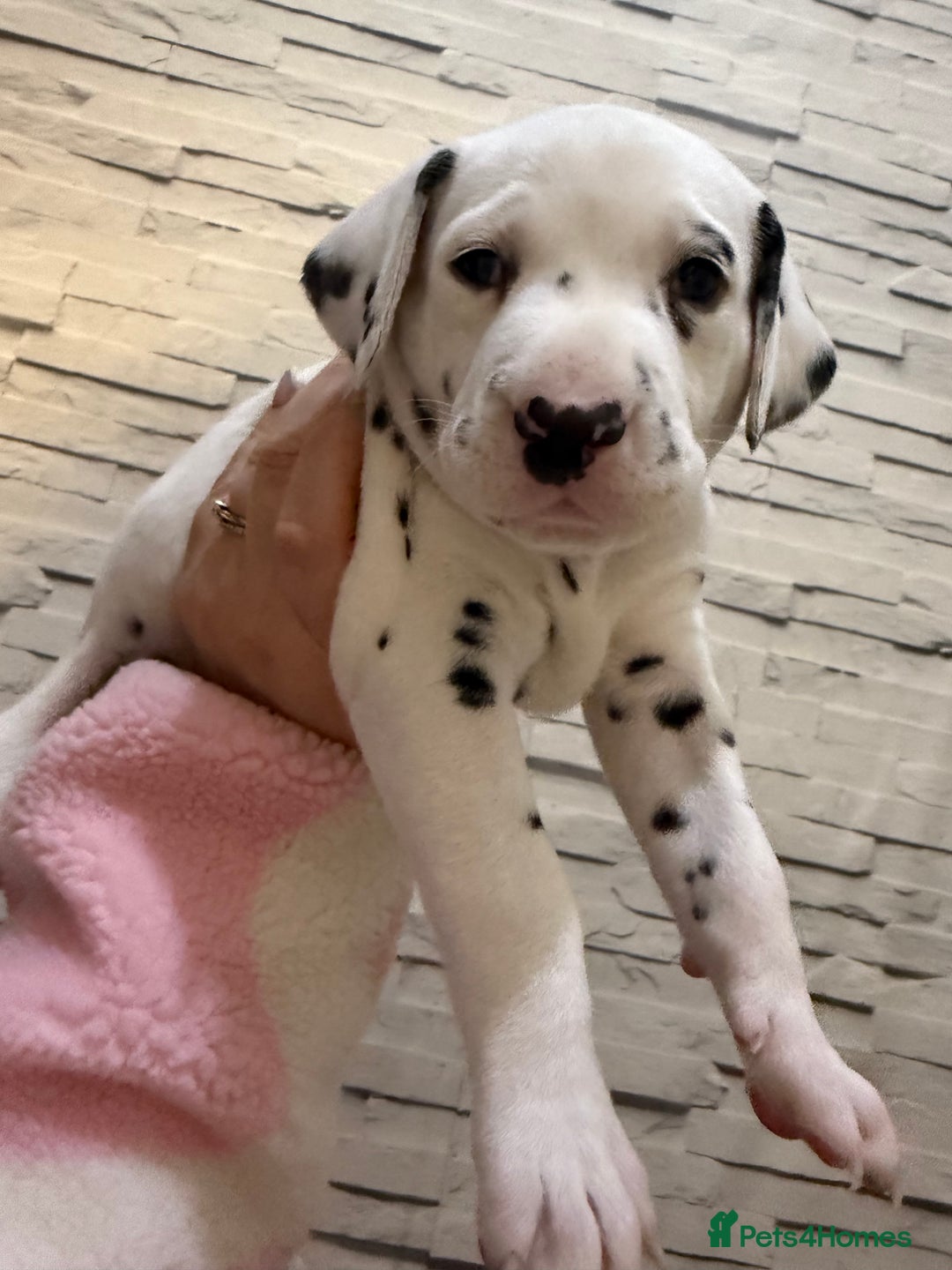 Dalmatian dogs for sale: 2 beautiful Dalmatian puppies 1 female 1 male - Image 12