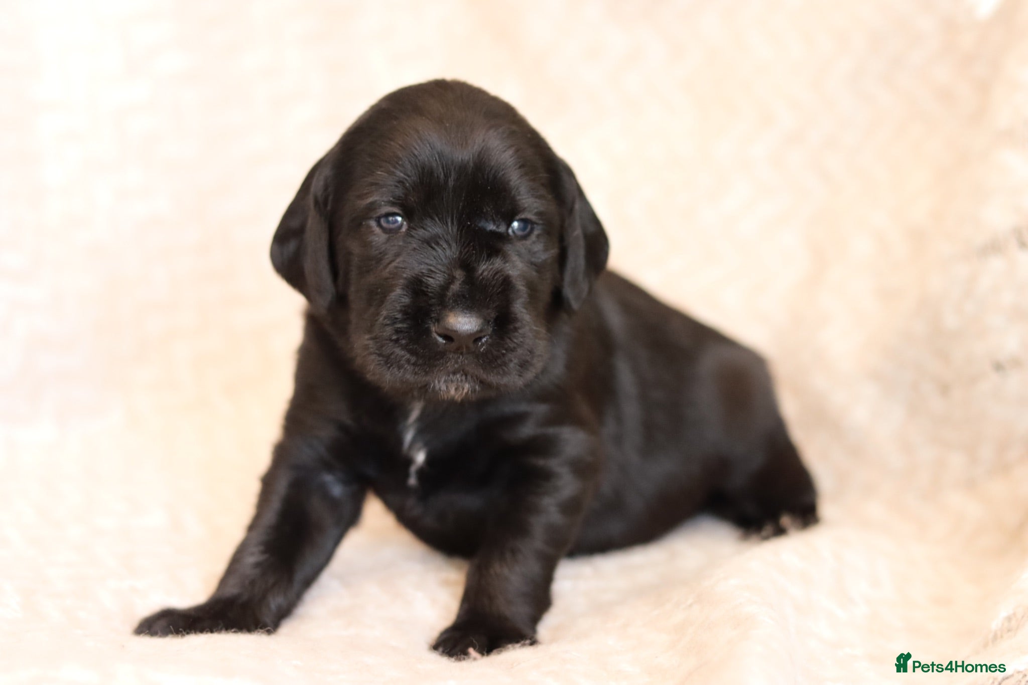 Mixed Breed dogs Beautiful litter of working GWPxLab puppies - Advert 1