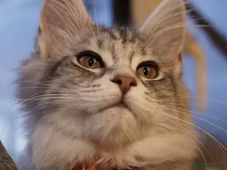 Maine Coon cats Beautiful Maine Coon Sisters Ready Now 🐾 - Advert 3