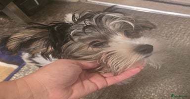 Yorkshire Terrier dogs in London - Advert 1