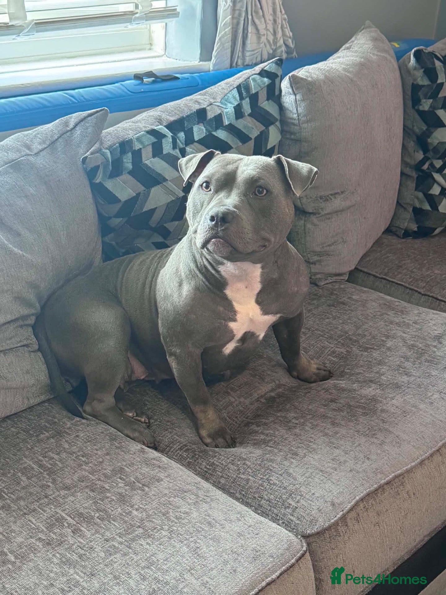 American Bully dogs American bullies  - Advert 7