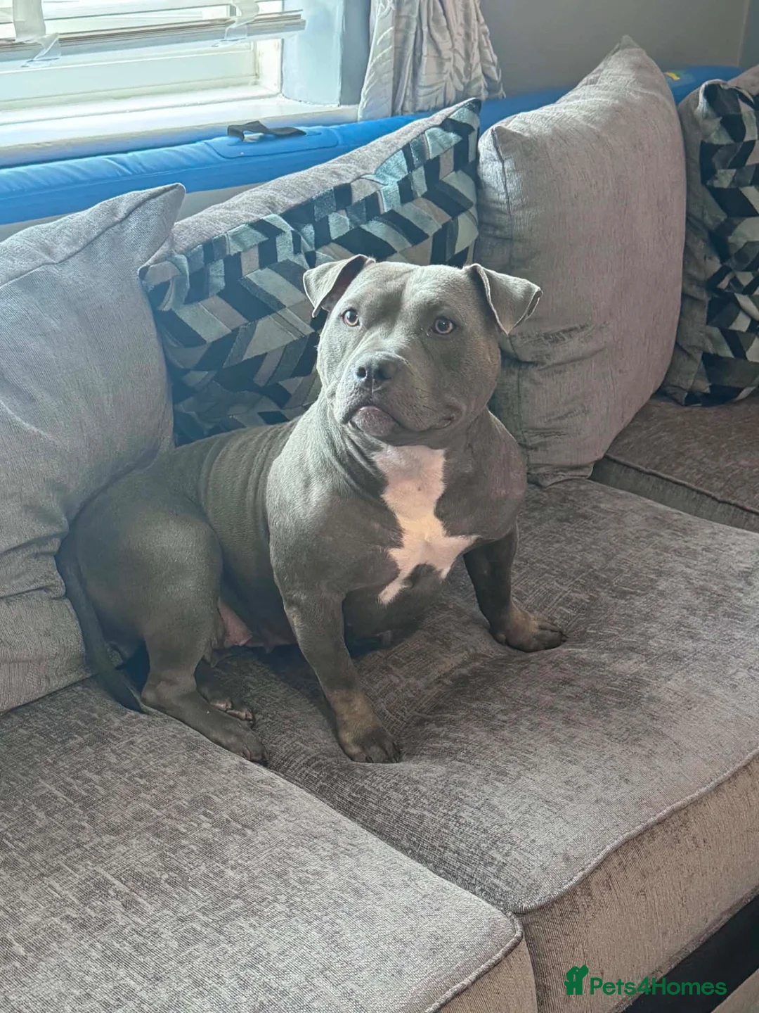 American Bully dogs for sale: American bullies  - Advert 1