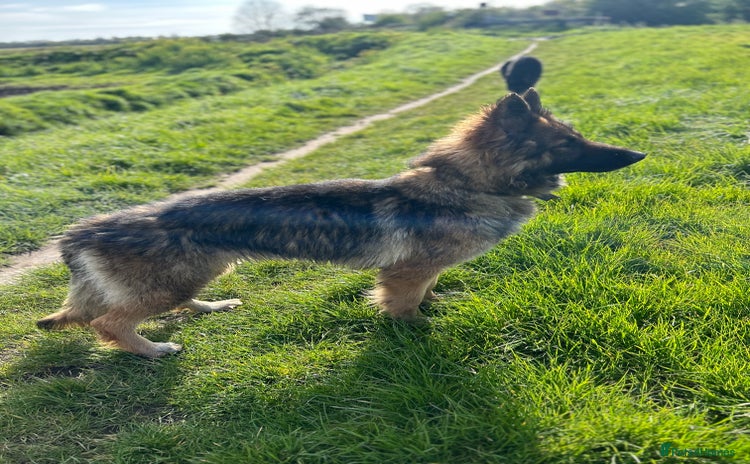 German Shepherd dogs - Advert 15