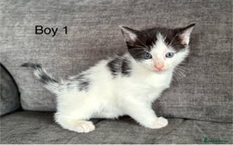Domestic Shorthair cats for sale: Kittens - Image 9