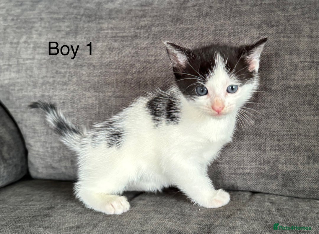 Domestic Shorthair cats for sale: Kittens - Image 9