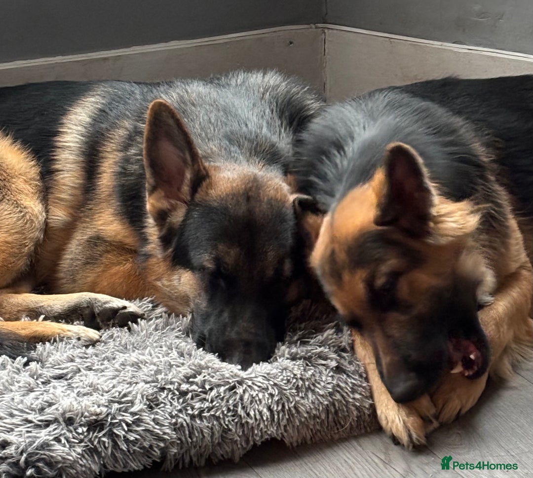 German Shepherd dogs for sale: Last girl German shepherd puppy - Image 4
