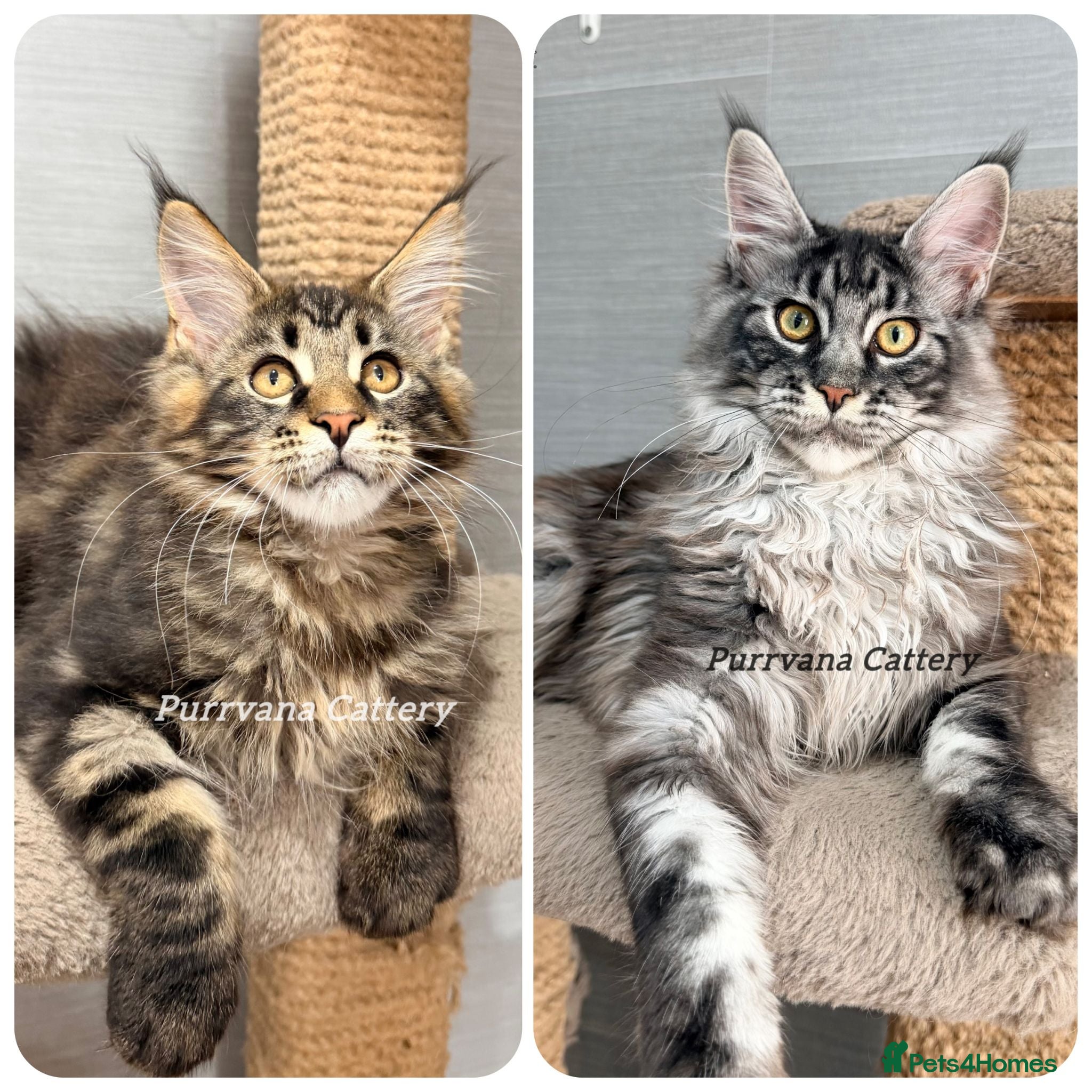 Maine Coon cats TICA registered Maine coon kittens READY NOW - Advert 1