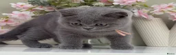 British Shorthair cats for sale: Gorgeous British Kittens - Advert 14