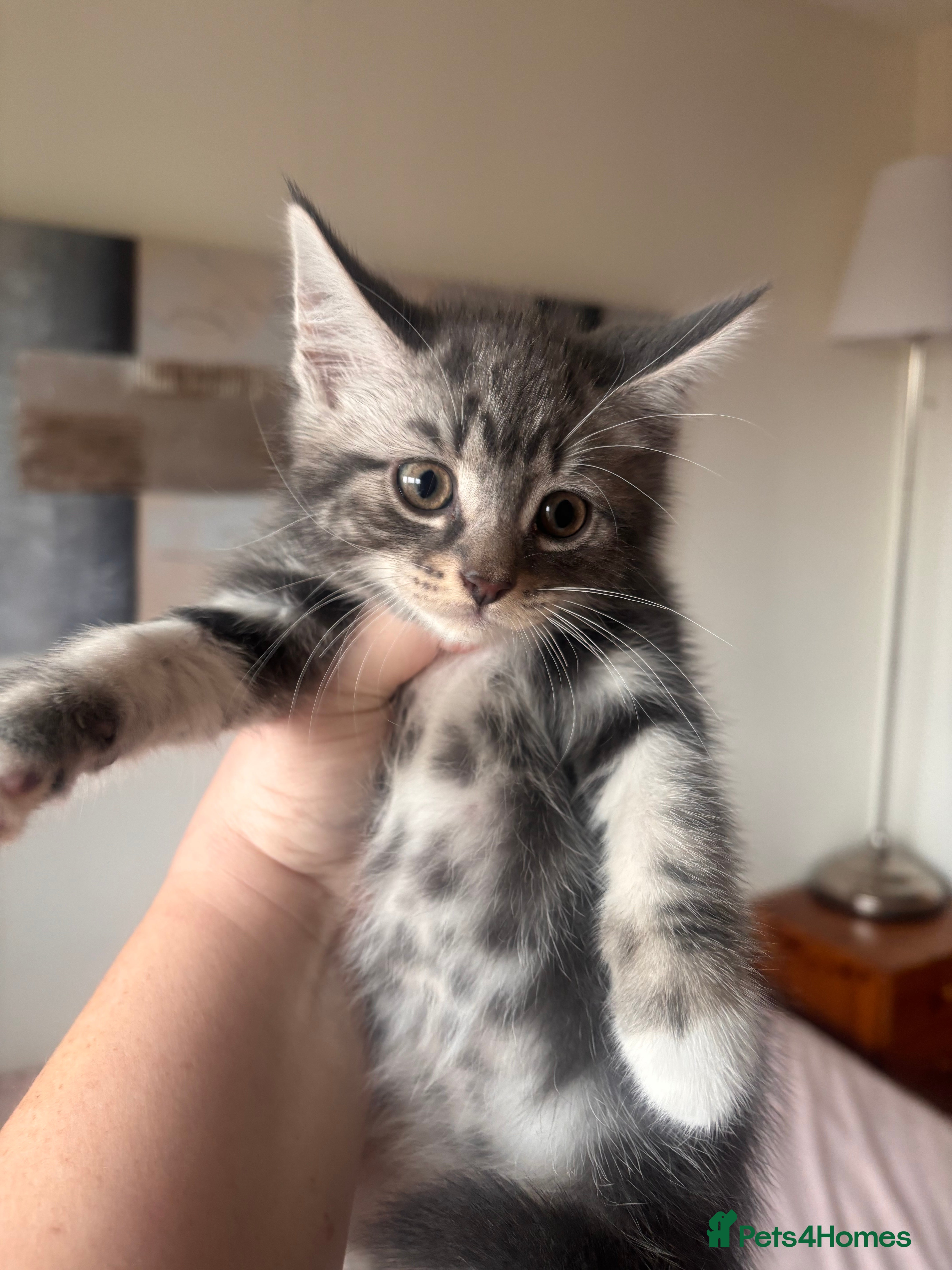 Mixed Breed cats British Short Hair Grey Cross Kittens  - Advert 3