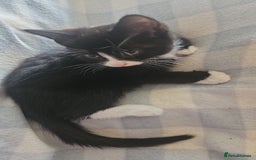 Mixed Breed cats for sale: Kittens for sale - Image 5