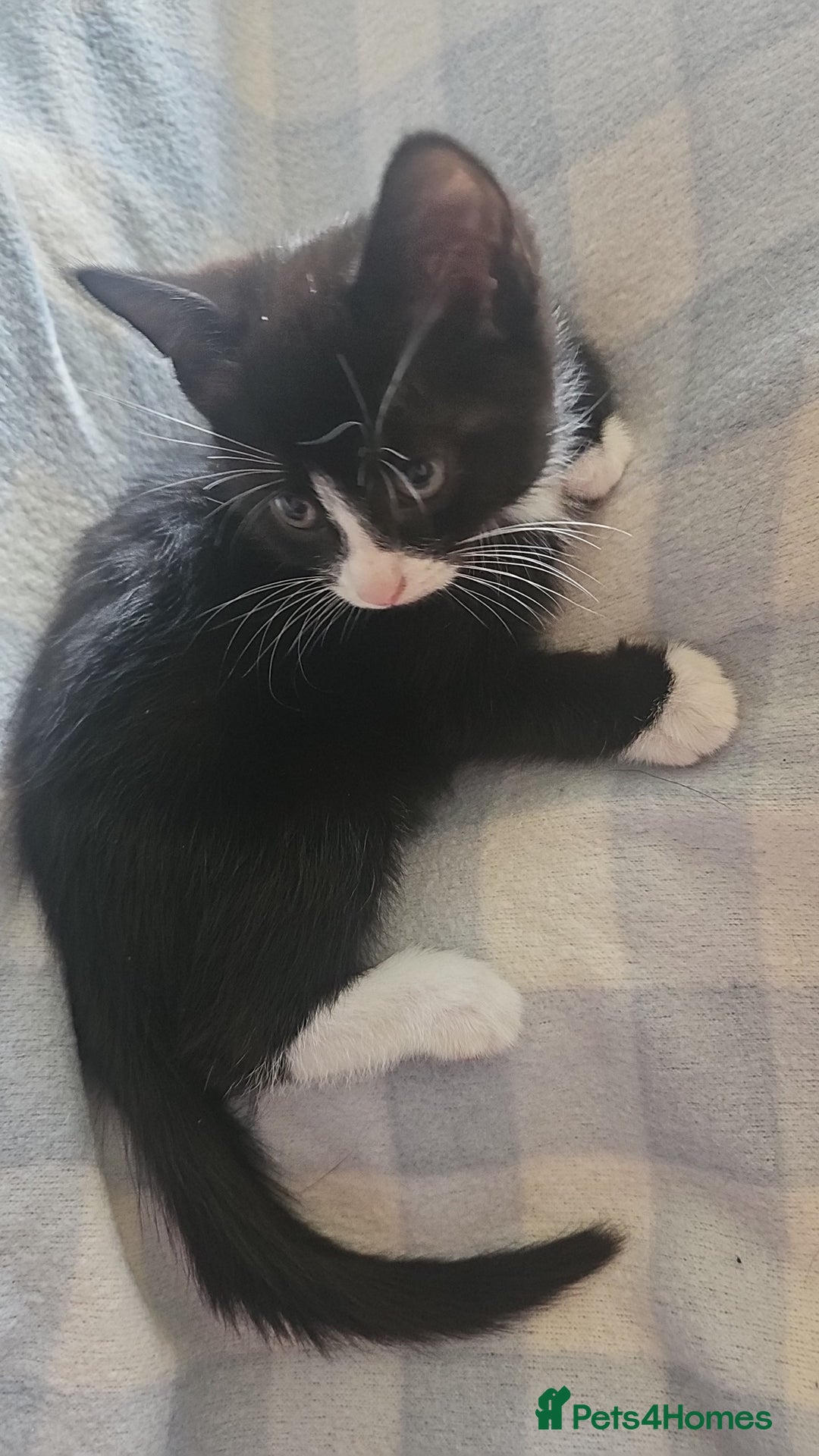 Mixed Breed cats for sale: Kittens for sale - Image 5