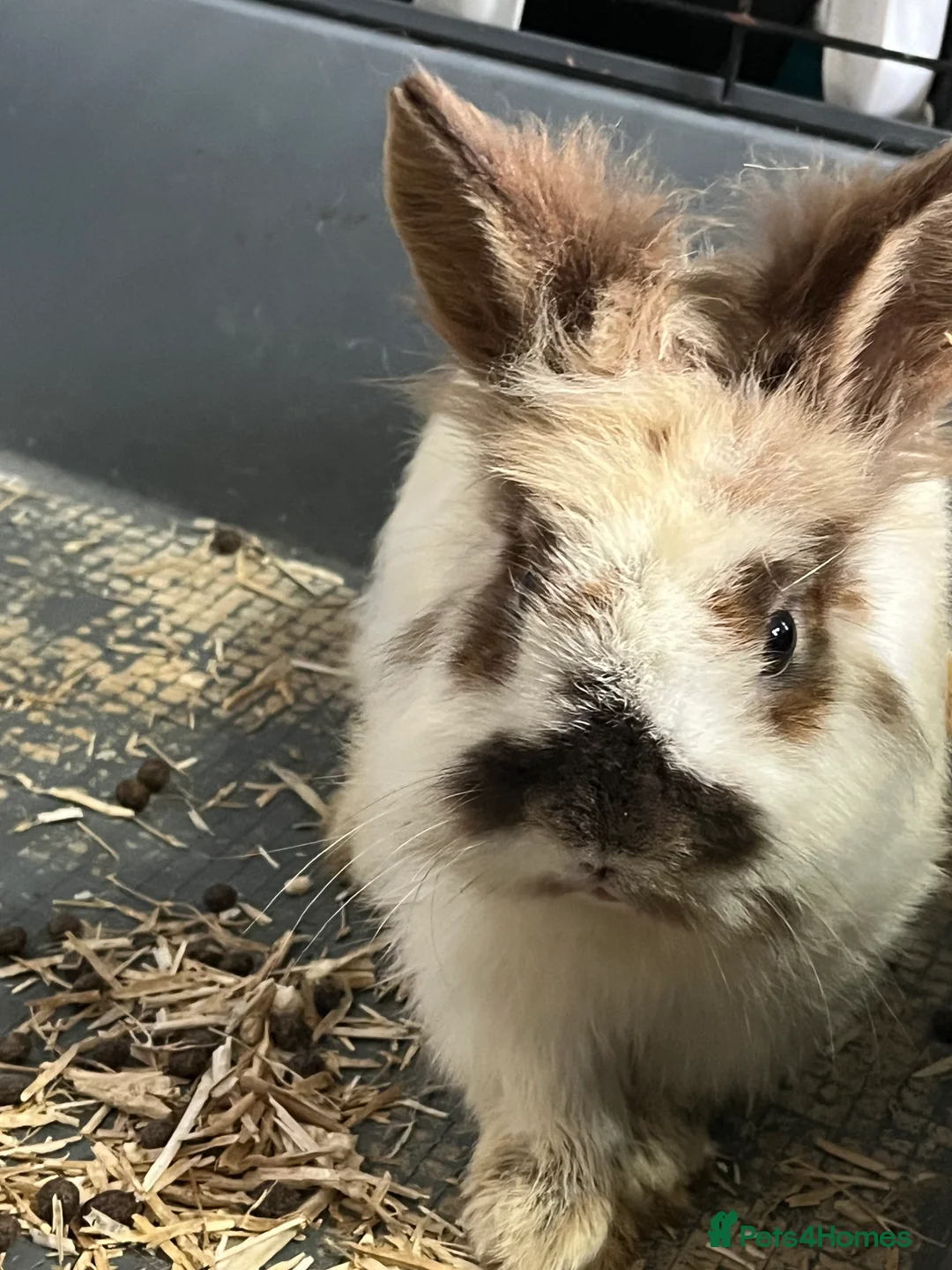 Lionhead rabbits for sale: Lionhead male for sale in Nottingham - Advert 2
