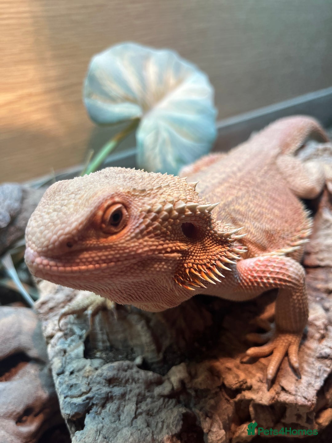 Bearded Dragon reptiles for sale: 1.5 year old bearded dragon - Advert 3