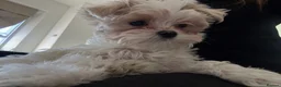 Maltipoo dogs for sale: Toy Size maltipoo boys in London - Advert 3