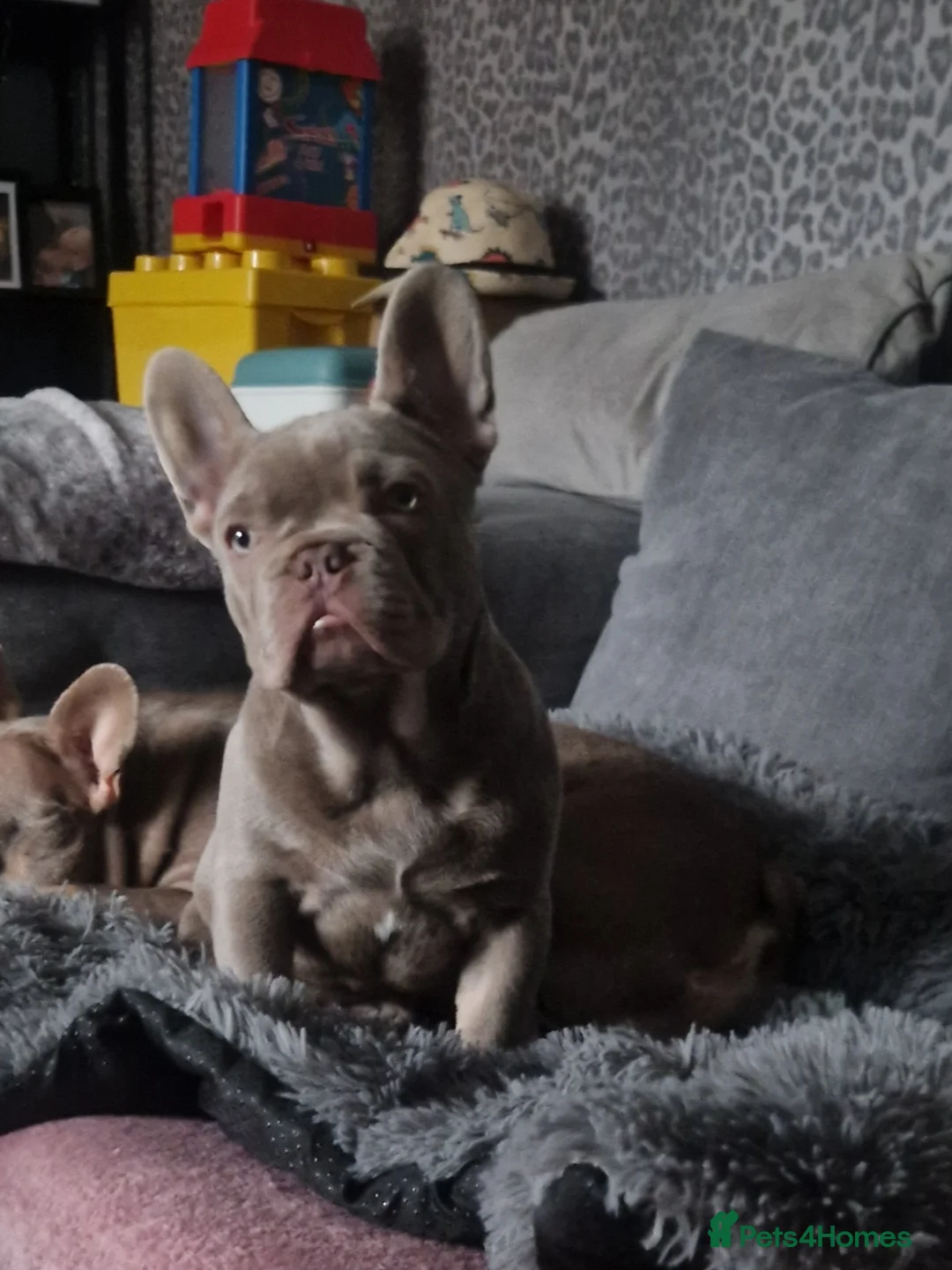 French Bulldog dogs for sale: Isabella frenchie  - Advert 12