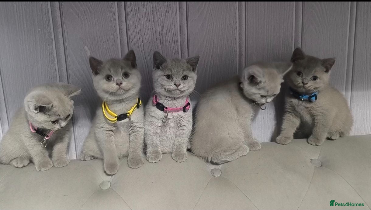 British Shorthair cats Lilac Kittens - Advert 6
