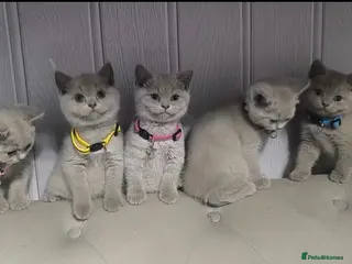 British Shorthair cats Lilac Kittens - Advert 6