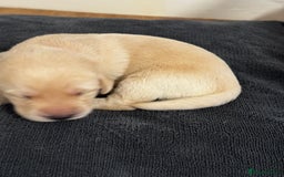 Labrador Retriever dogs for sale: Stunning, White/Yellow KC Registered Labrador Pups - Image 28
