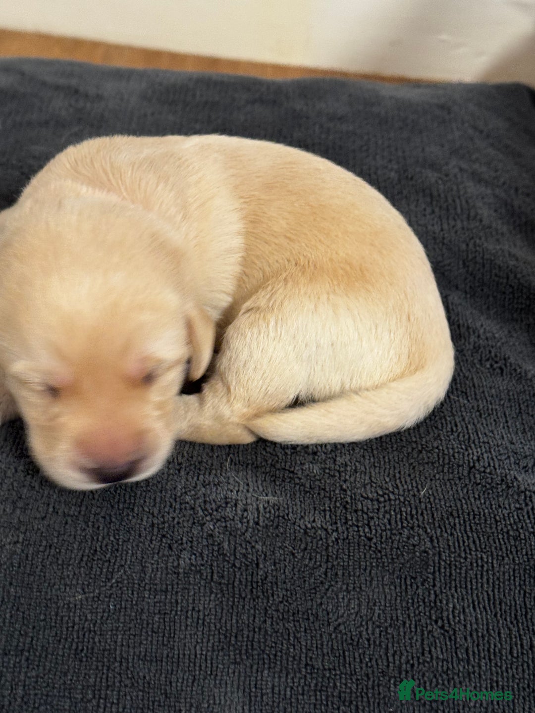 Labrador Retriever dogs for sale: Stunning, White/Yellow KC Registered Labrador Pups - Image 28