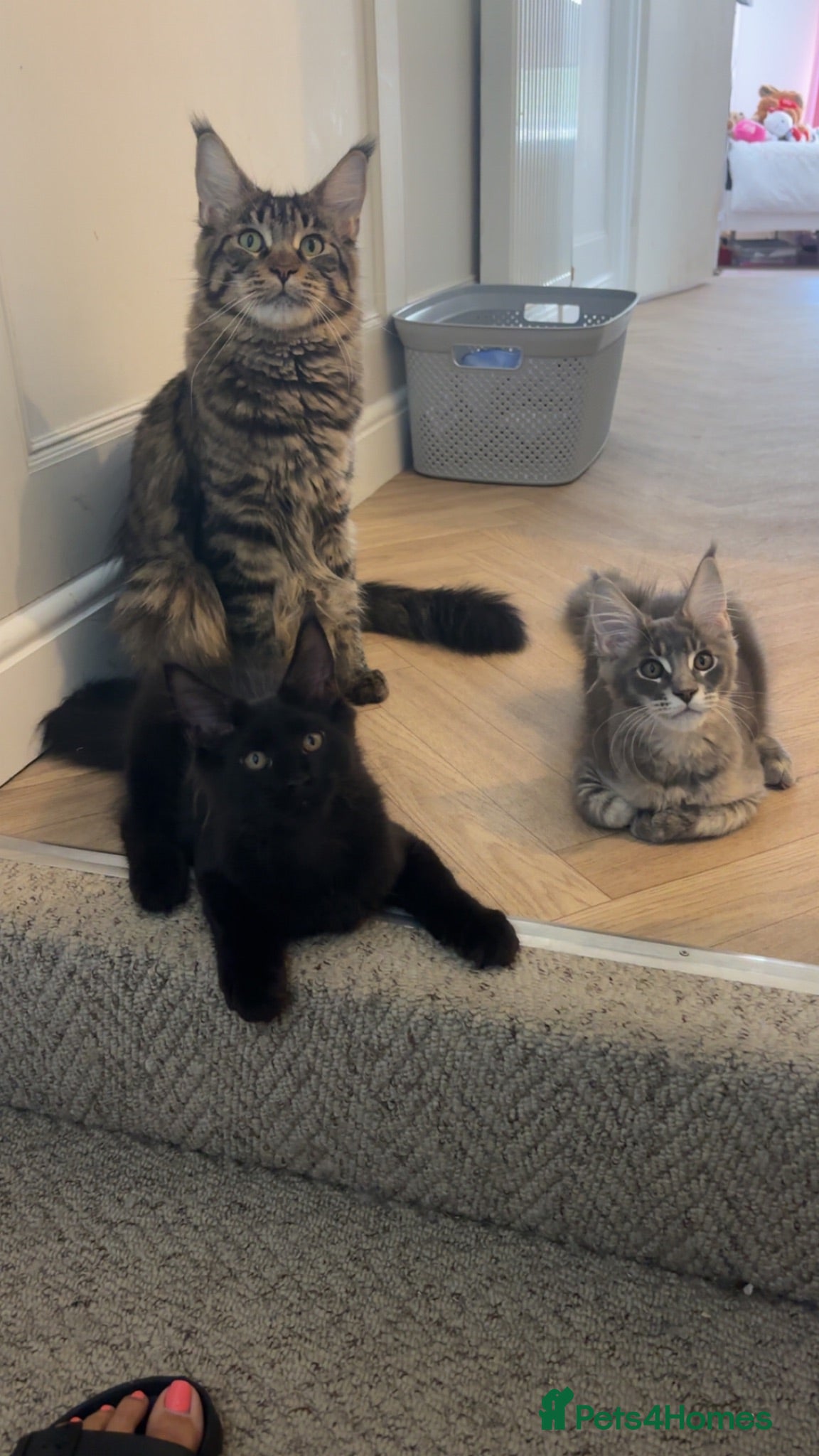 Maine Coon cats 🌙 Midnight 🌙 - Advert 10