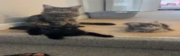 Maine Coon cats for sale: 🌙 Midnight 🌙 - Advert 1