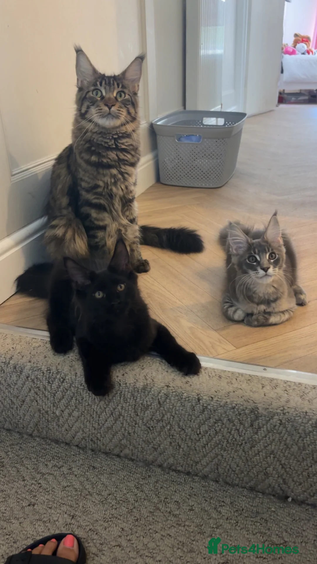 Maine Coon cats for sale: 🌙 Midnight 🌙 - Advert 1