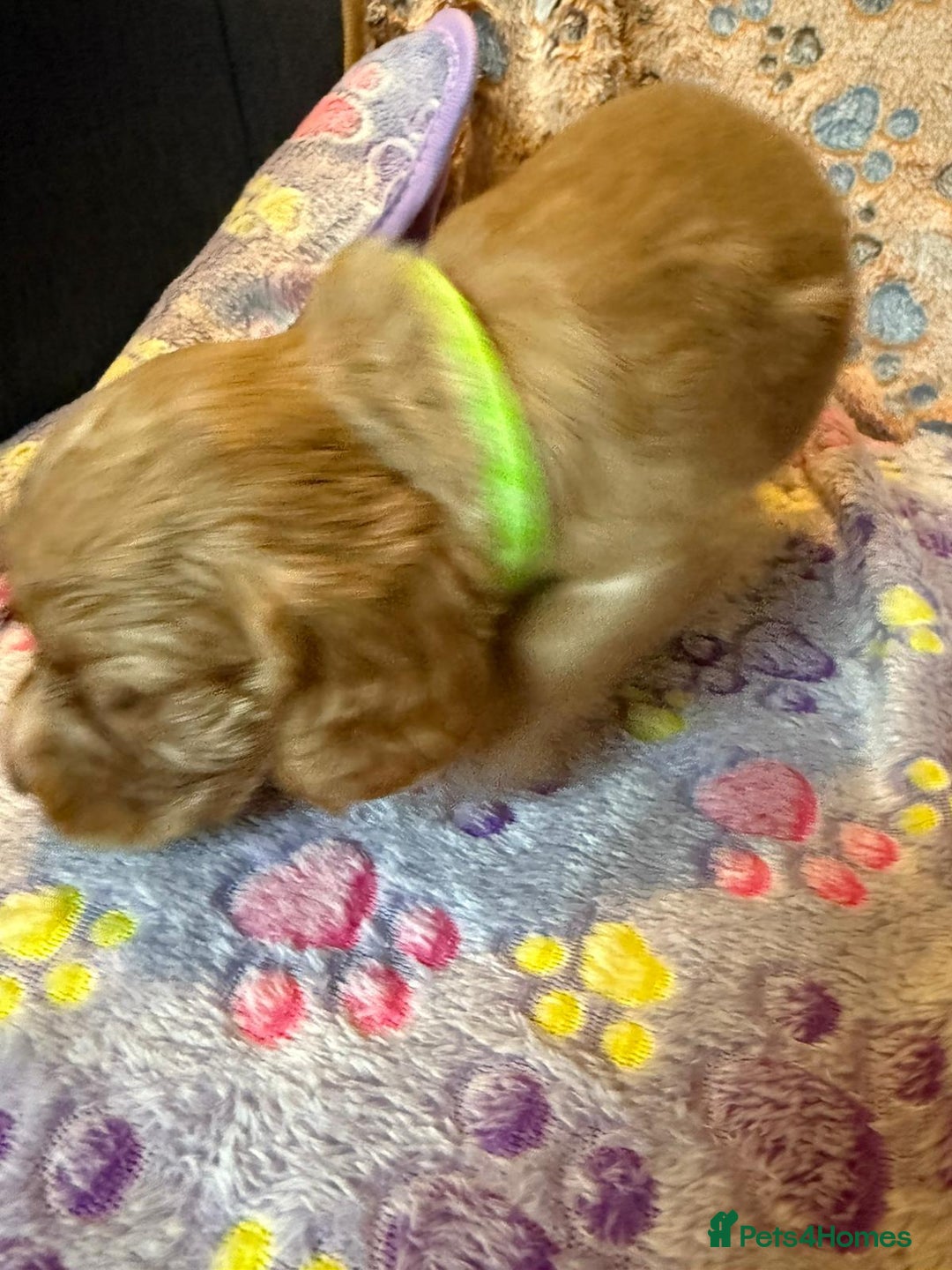 Cocker Spaniel dogs for sale: COCKER SPANIEL LITTER OF 9 IN SCARBOROUGH  - Image 11