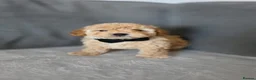 Maltipoo dogs for sale: Gorgeous maltipoo puppies  - Advert 4