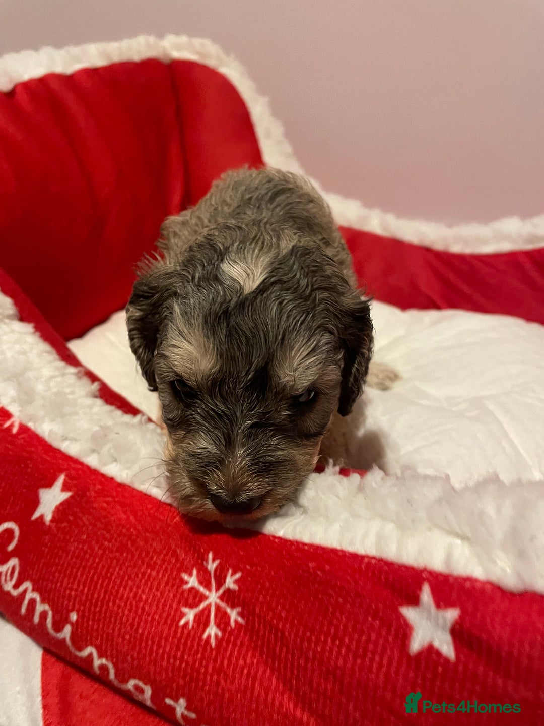 Cockapoo dogs for sale: 8 gorgeous F1 Cockapoos - Advert 13