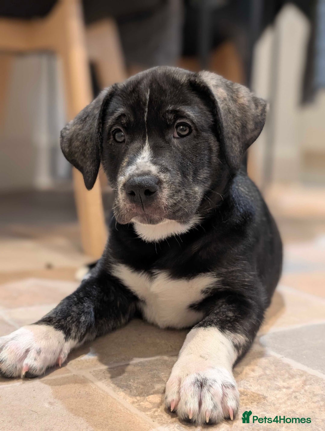 Mixed Breed dogs for sale: Two beautiful Staffy x Husky puppies  - Image 14