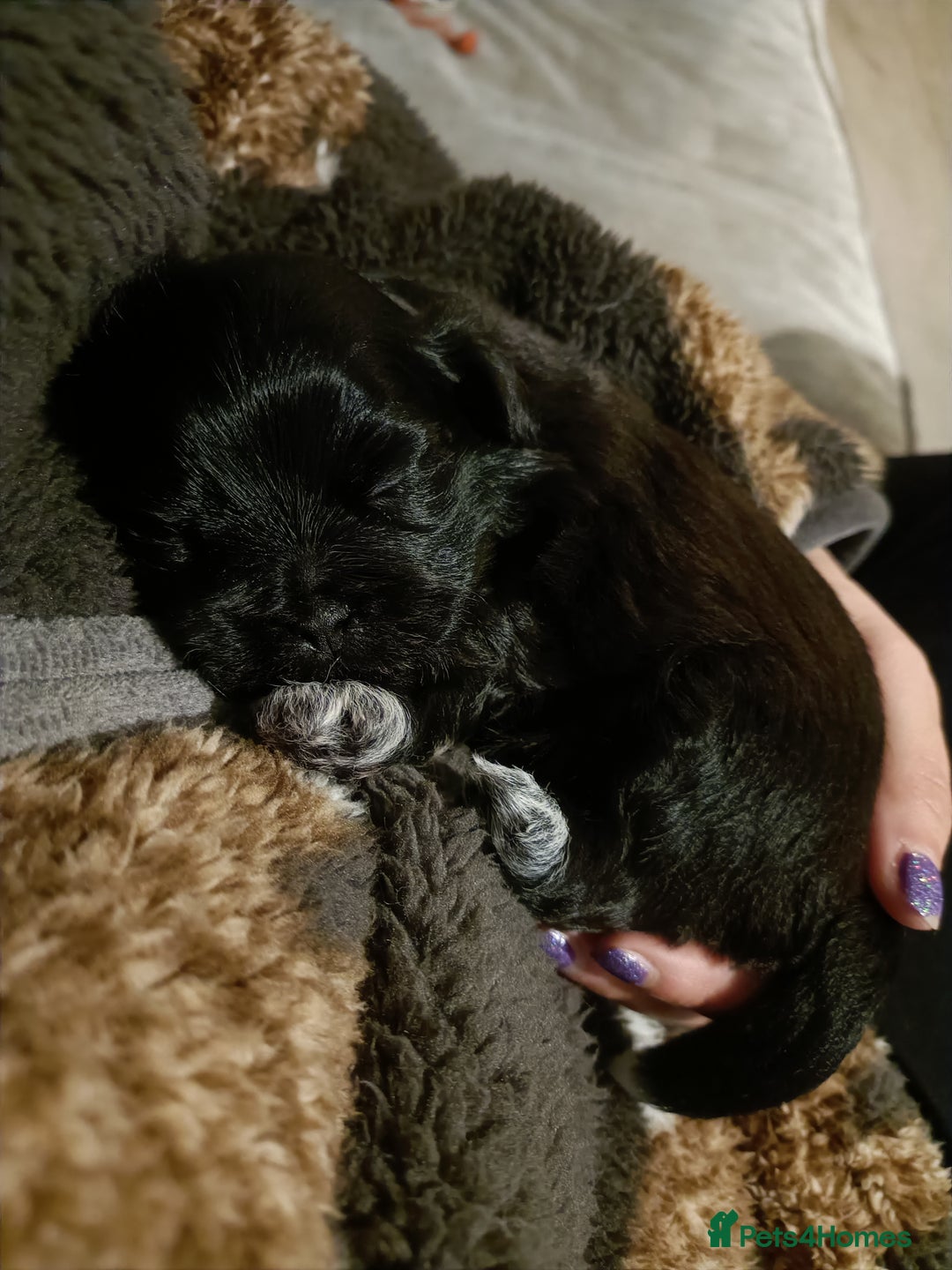 Mixed Breed dogs for sale: Beautiful shihpoo looking for perfect forever home - Image 6
