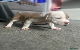 Mixed Breed dogs for sale: 2 beautiful pups READY TO LEAVE  - Image 4