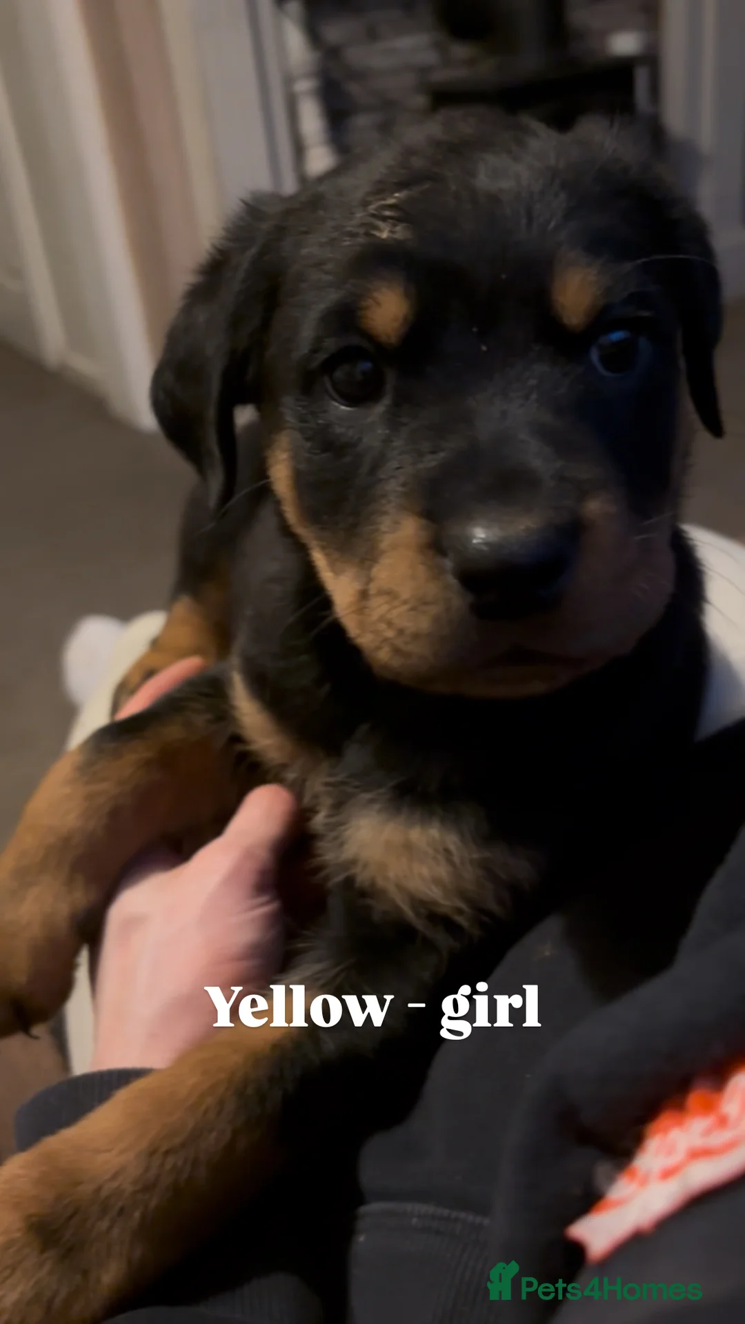 Rottweiler dogs for sale: Chunky Rottweiler puppies  - Advert 3