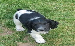 English Springer Spaniel dogs for sale: springer spaniel puppies - Image 7