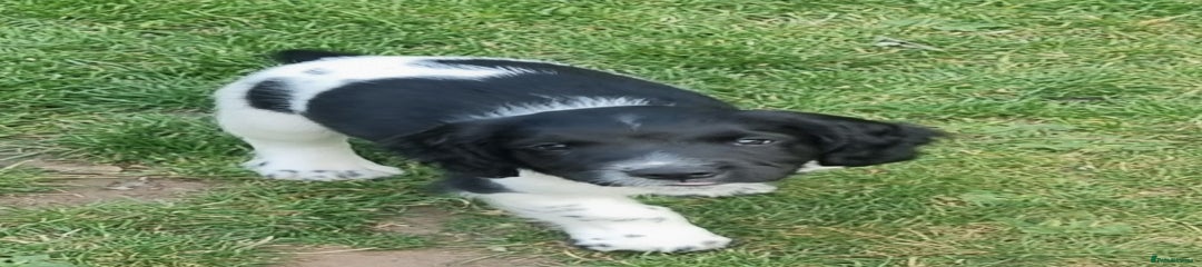 English Springer Spaniel Puppy 2
