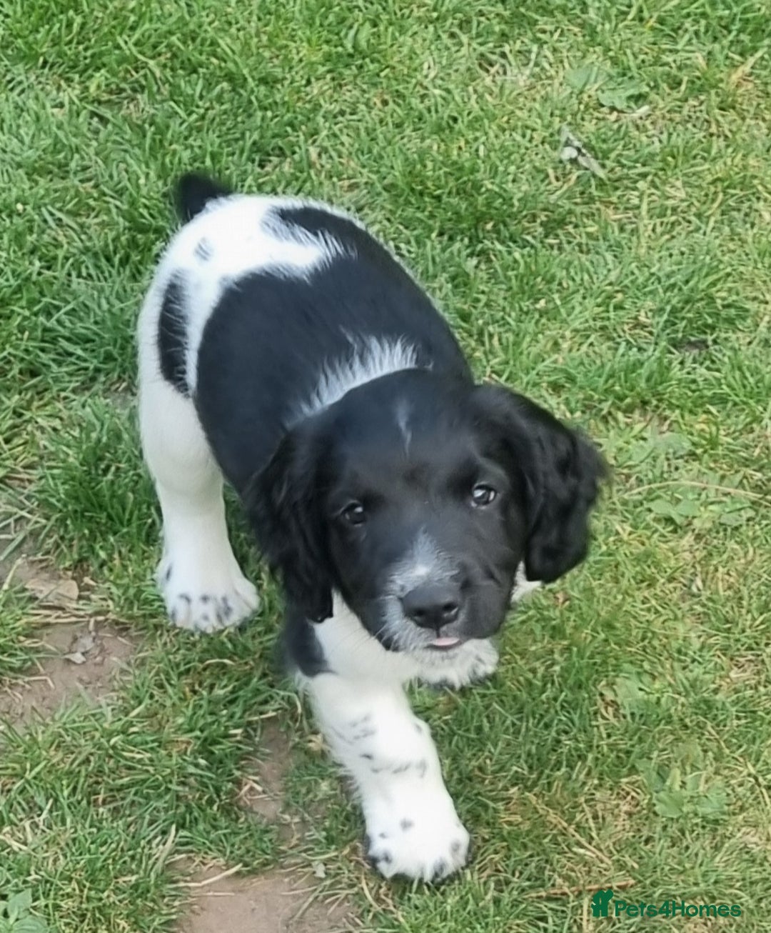 English Springer Spaniel dogs for sale: springer spaniel puppies - Image 7
