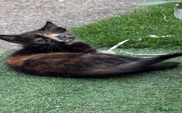 Domestic Shorthair cats for sale: 1 ginger male and 1 ginger/black female ready now  - Image 11