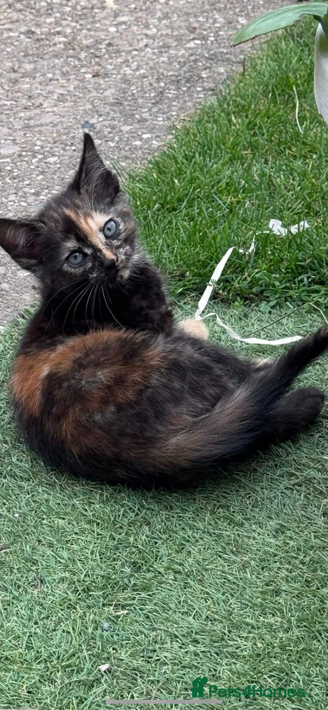 Domestic Shorthair cats for sale: 1 ginger male and 1 ginger/black female ready now  - Image 11
