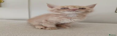 Yellow collar boy