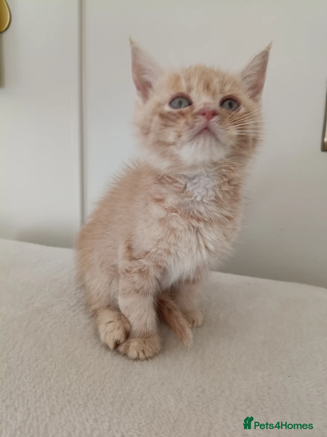 Maine Coon cats for sale: Stunning Maine Coon Kittens Ready Now ✨😻 in Poole - Advert 2