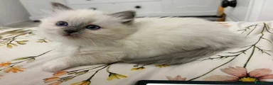 Lyla