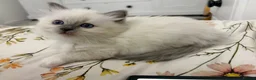 Ragdoll cats for sale: 4 beautiful, gentle, fluffy and active kittens  in Glasgow - Advert 14