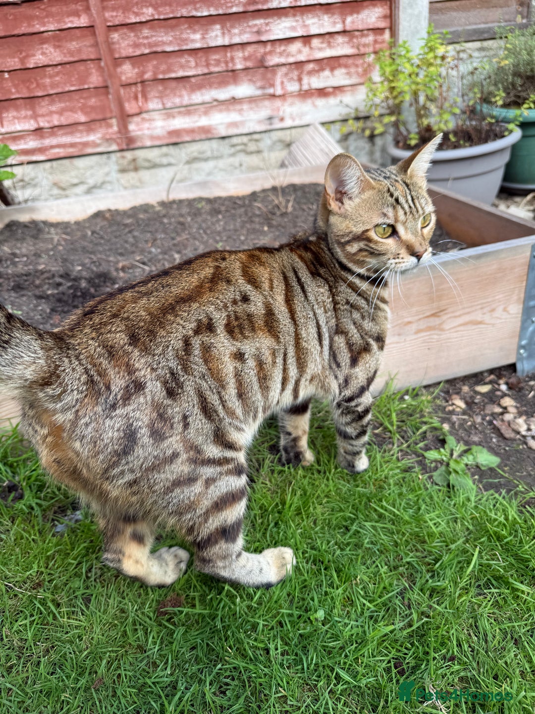 Bengal cats for sale: Half Bengal Kitten Ready Now - Advert 6