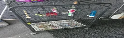 Budgerigars birds for sale: 2 Budgies for sale - Advert 6